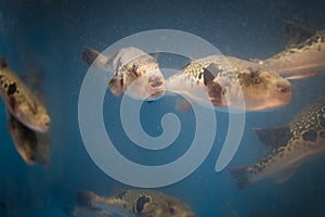 Live Fugu fish in a restauraunt aquarium in Osaka, Japan. Fugu can be lethally poisonous and Fugu sashimi seafood preparation