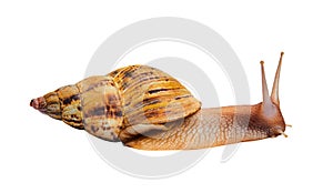 Live giant african land snail isolated on white background