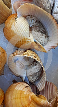 Live giant tun gastropod mollusc on a fish market stand,