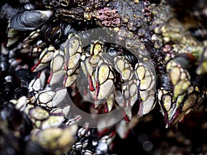 Live Goose neck barnacles or Galician barnacles (Pollicipes pollicipes) on a rock