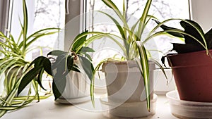 Live green flowers in pots on the windowsills and the day outside the window. Taking care of home plants. Calamus flower