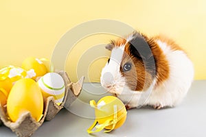 Live guinea pig with decorated Easter