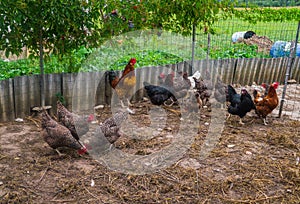 Live homemade chickens on the backyard in the village