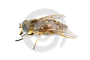 Live horsefly