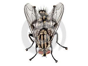 Live house fly on white background