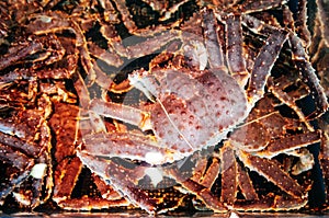 Live Japanese King crab Taraba in water at Sapporo fish market,