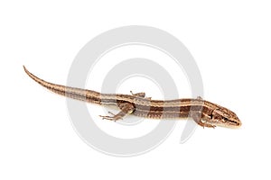 Live lizard Lacertilia Lacerta agilis horizontalyl isolated