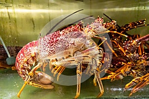 Live lobster in aquarium of restaurant in Malaysia for dining