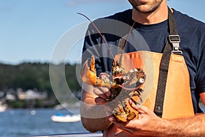 Live Lobster haul and demonstration on a boat in Boothbay Harbor Maine on a sunny summer day