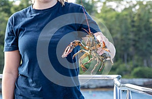 Live Lobster haul and demonstration on a boat in Boothbay Harbor Maine on a sunny summer day