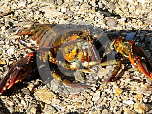 Live Lobster Resting on a Rocky Maine Shore