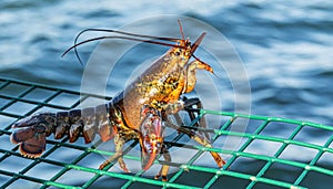 Live lobster standing on top of green lobster trap