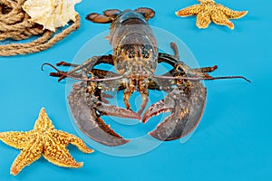 A live lobster with starfish on blue background