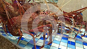 Live lobster swimming in the pool, this is a delicious food