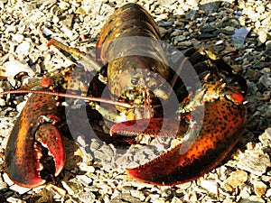 Live Lobster with Very Large Claws on the Beach
