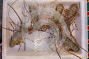 Live lobster in water at sea food market in Thailand