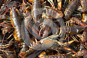 Live Lobsters Background