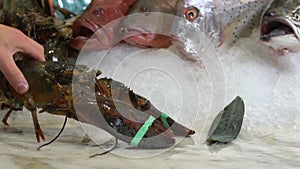 Live lobsters on a background of raw crabs and various fish on ice