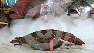 Live lobsters on a background of raw crabs and various fish on ice