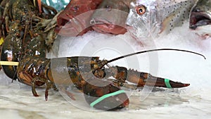 live lobsters on a background of raw crabs and various fish ice