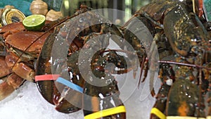 Live lobsters on a background of raw crabs and various fish ice