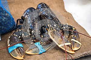 Live lobsters on a fish market