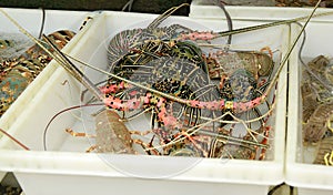 Live Lobsters at Fish Market. Seafood.