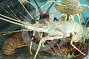 Live Lobsters in a holding tank