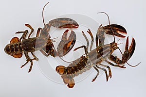 Live lobsters isolated on white background