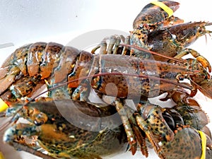 Live lobsters isolated on white background.