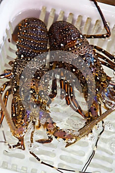 Live lobsters on the market