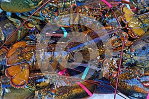 Live lobsters piled on ice