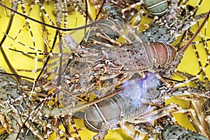 Live lobsters in yellow tank immersed in purified sea water