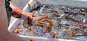 A live Maine lobster being pulled out of a bin of lobsters