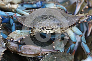 Live Male Blue Crabs close up