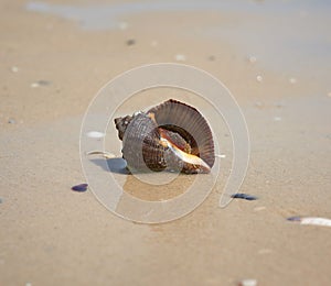 Live mollusk rapana on the sandy shore of the Black Sea