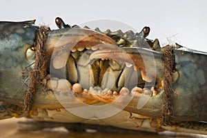 Live mud crab closeup