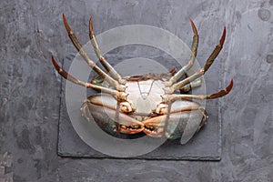 Live mud crab on grey background