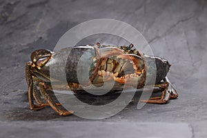 Live mud crab on grey background