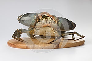 Live mud crab on wooden base