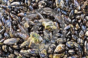 Live Mussel Colony