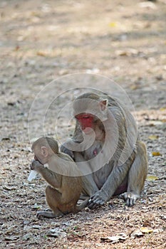 They live in the national park.