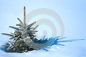 Live natural fur-tree on snow