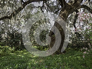 The Live Oak as Nature`s Sculpture