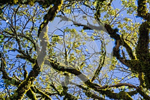 Live oak branches covered in moss on a blue sky background, California