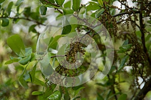 Live oak flowers