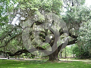 Live Oak Tree