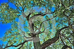 Live Oak Tree