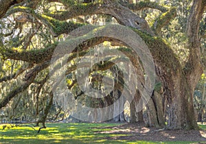 Live Oak Tree