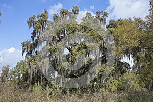 Live Oak Tree